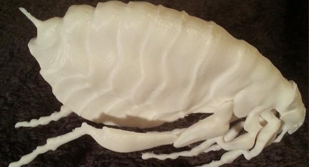 “昆虫3D打印还原入侵物种不同生长阶段的模样