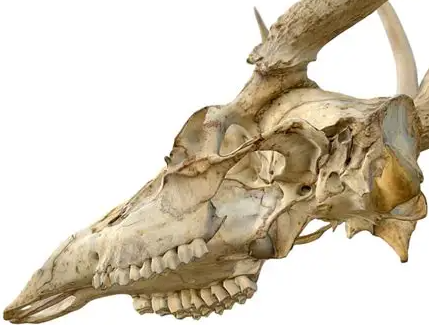 兽头骨3d打印如何还原真实骨骼细节